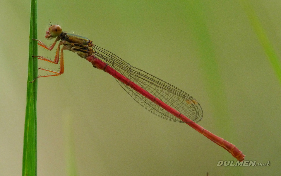 Small Red Damsel (Ceriagrion Tenellum)